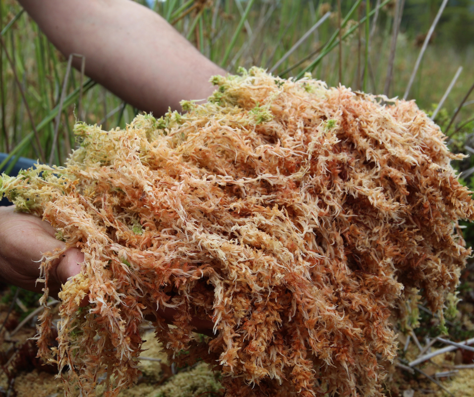 The Benefits of Nature’s Superfoods: Why Sea Moss, Bladderwrack, and Burdock Root Deserve a Place in Your Wellness Routine